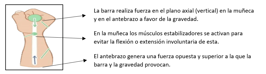 Cuadro de texto: El antebrazo genera una fuerza opuesta y superior a la que la barra y la gravedad provocan.