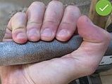 Cuadro de texto: Bulldog grip.